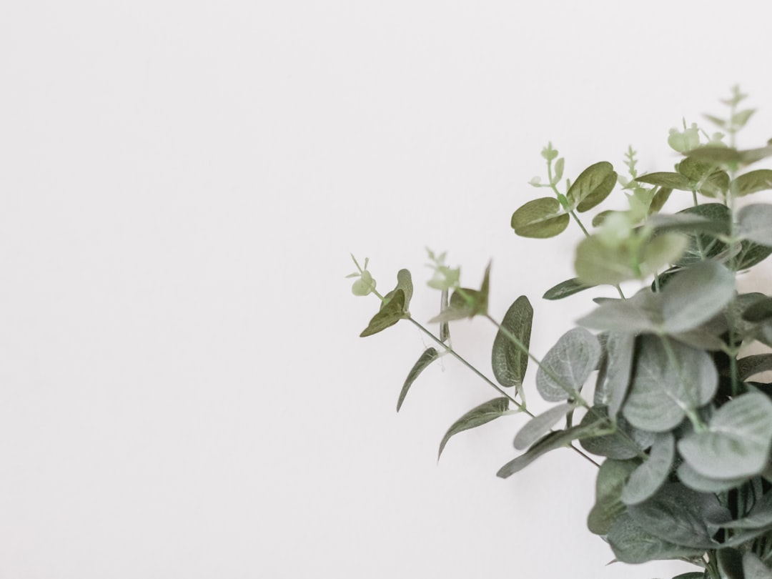Discover the Angel Plant: A Heavenly Addition to Your Garden
